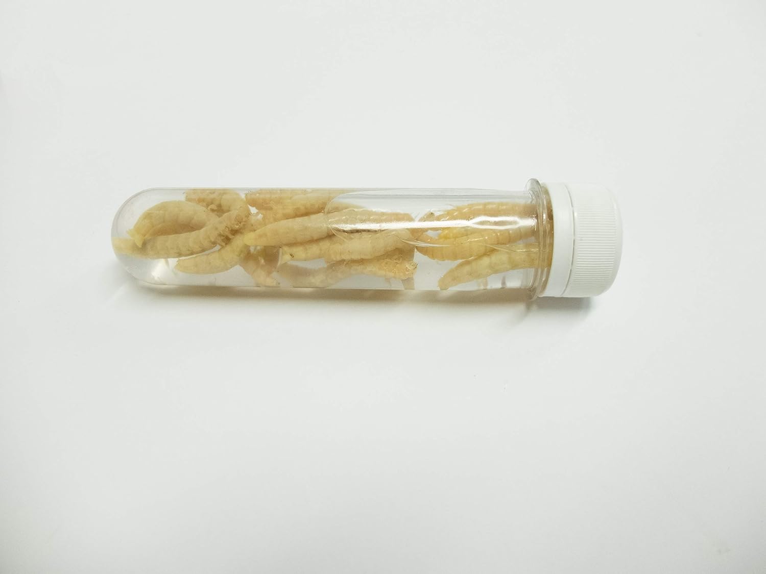 Tardioli caimani Blancos mummificati fialetta 15 Piezas kaimani ...