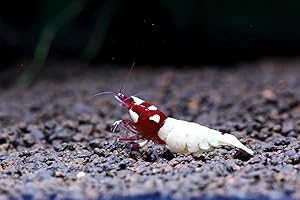 SF Aquatic Caridina Taiwanese Bee Live Freshwater Shrimp for Aquarium - Pick Your Color (Red Pinto, 10 Shrimp)