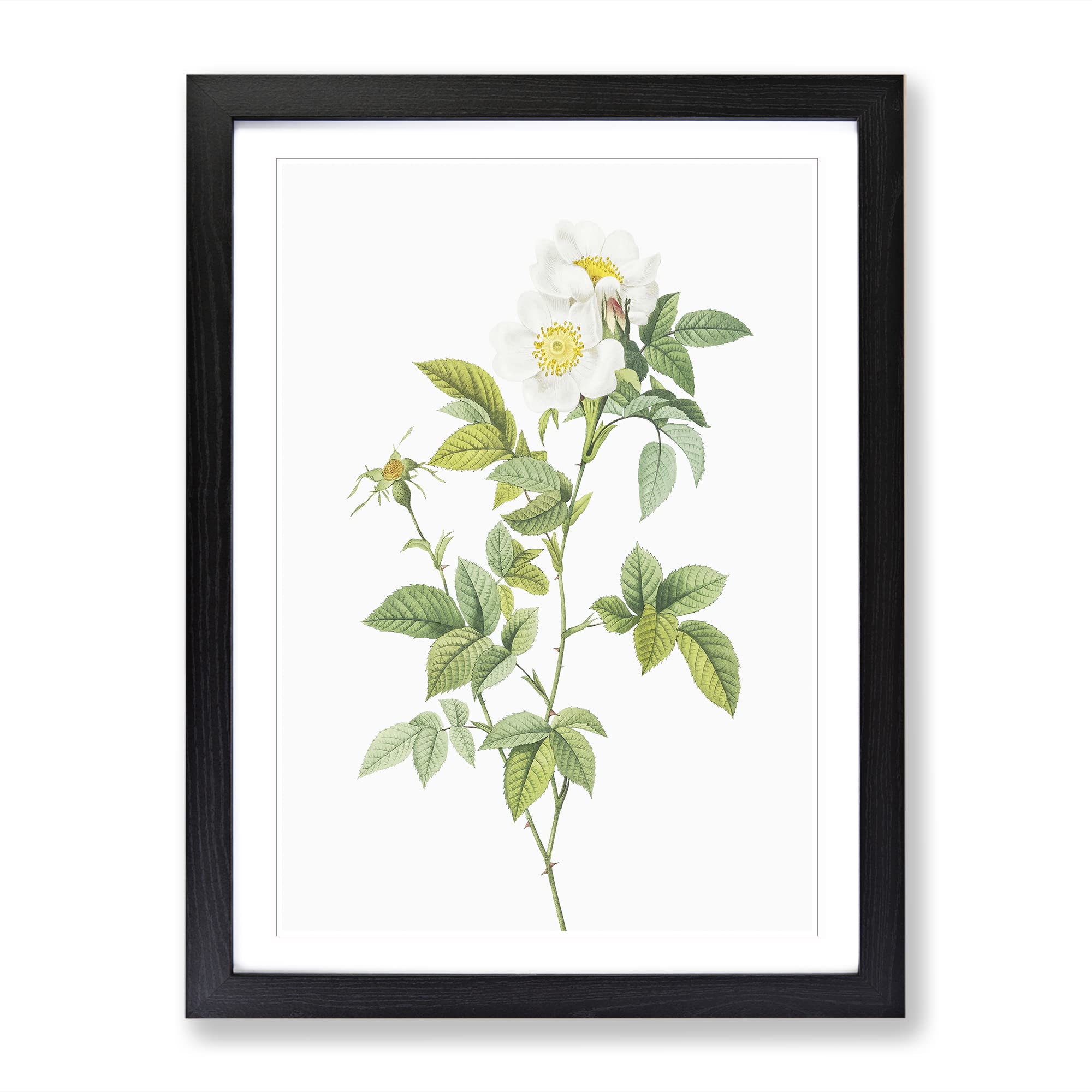 Anjou Rose In White By Pierre Joseph Redoute Vintage Framed Wall Art Print, Ready to Hang Picture for Living Room Bedroom Home Office Décor, Black A3 (34 x 46 cm)