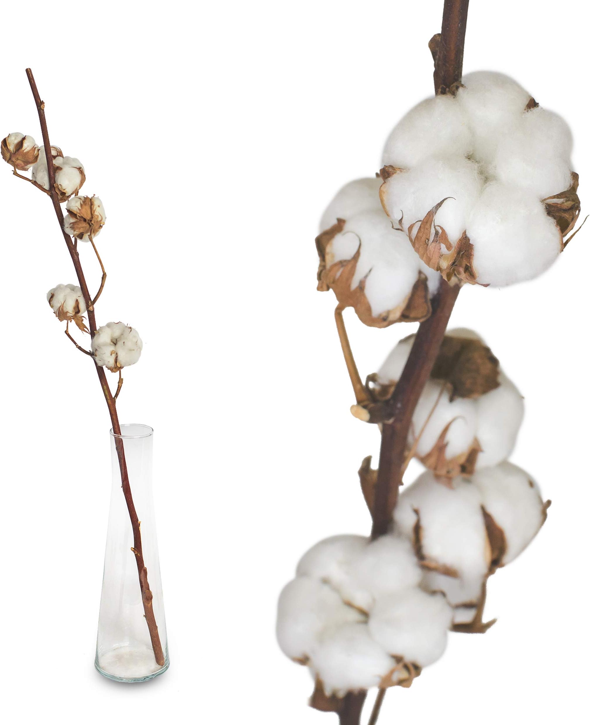 1 Twig Cotton Genuine Cotton with 8-10 Flowers - dried, 75cm Decoration - long durable - Branches - for craftwork or as a Gift