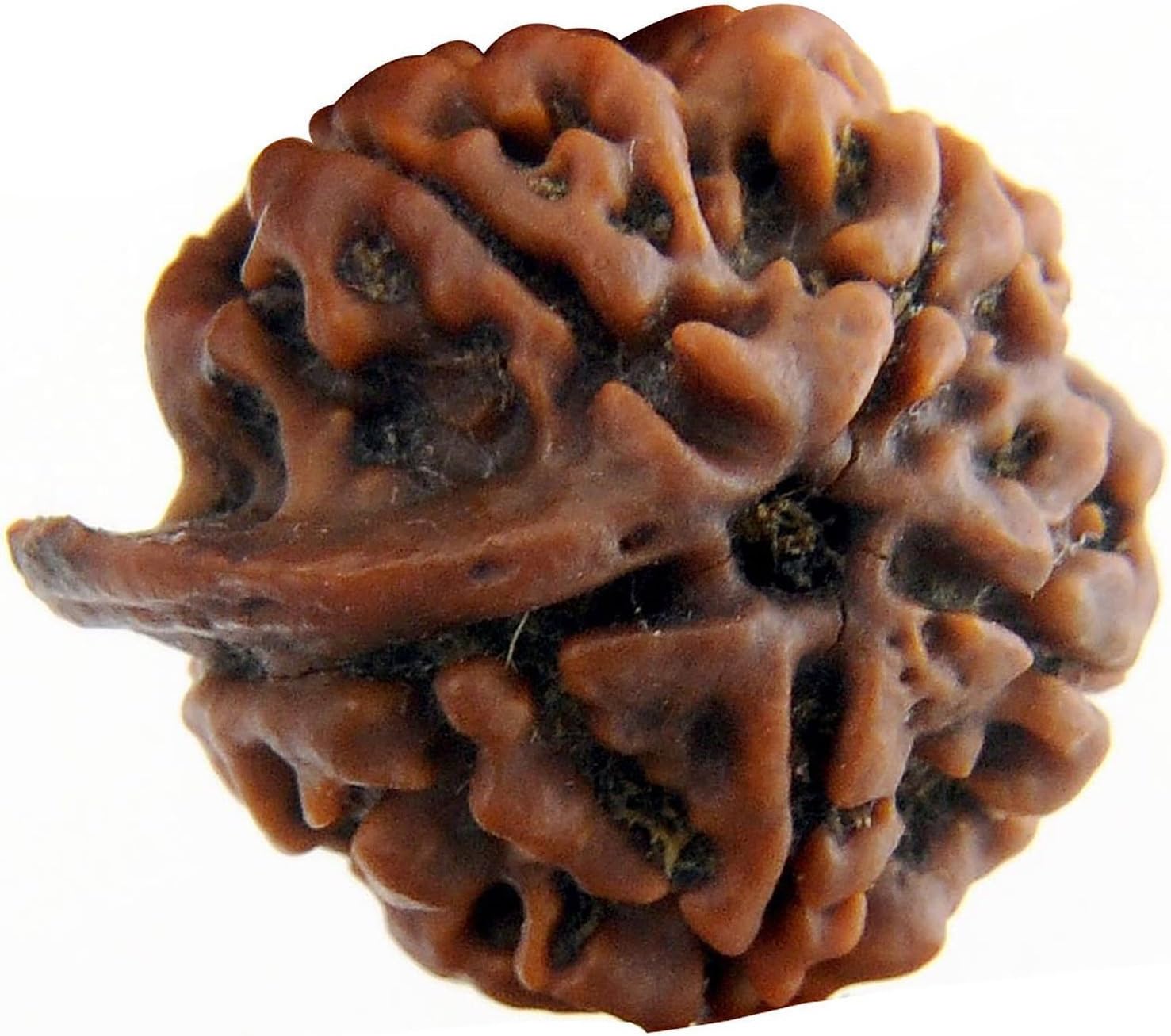 Vastu4Life Original Nepali Ganesh Rudraksha Bead