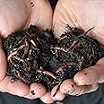 Durx-litecrete Best Value! 2000+ Red Wigglers Composting Worms Perfect for Worm Composting with Guaranteed Live Delivery Approximately 2 Pound Live Red Wiggler Worms Fast Delivery! (2000)