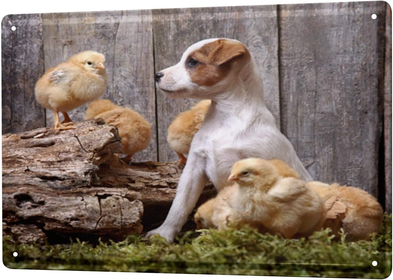 LEotiE SINCE 2004 Tin Sign Metal Plate Decorative Sign Home Decor Plaques Breed Puppy Jack Russel Terrier Chicks 8X12