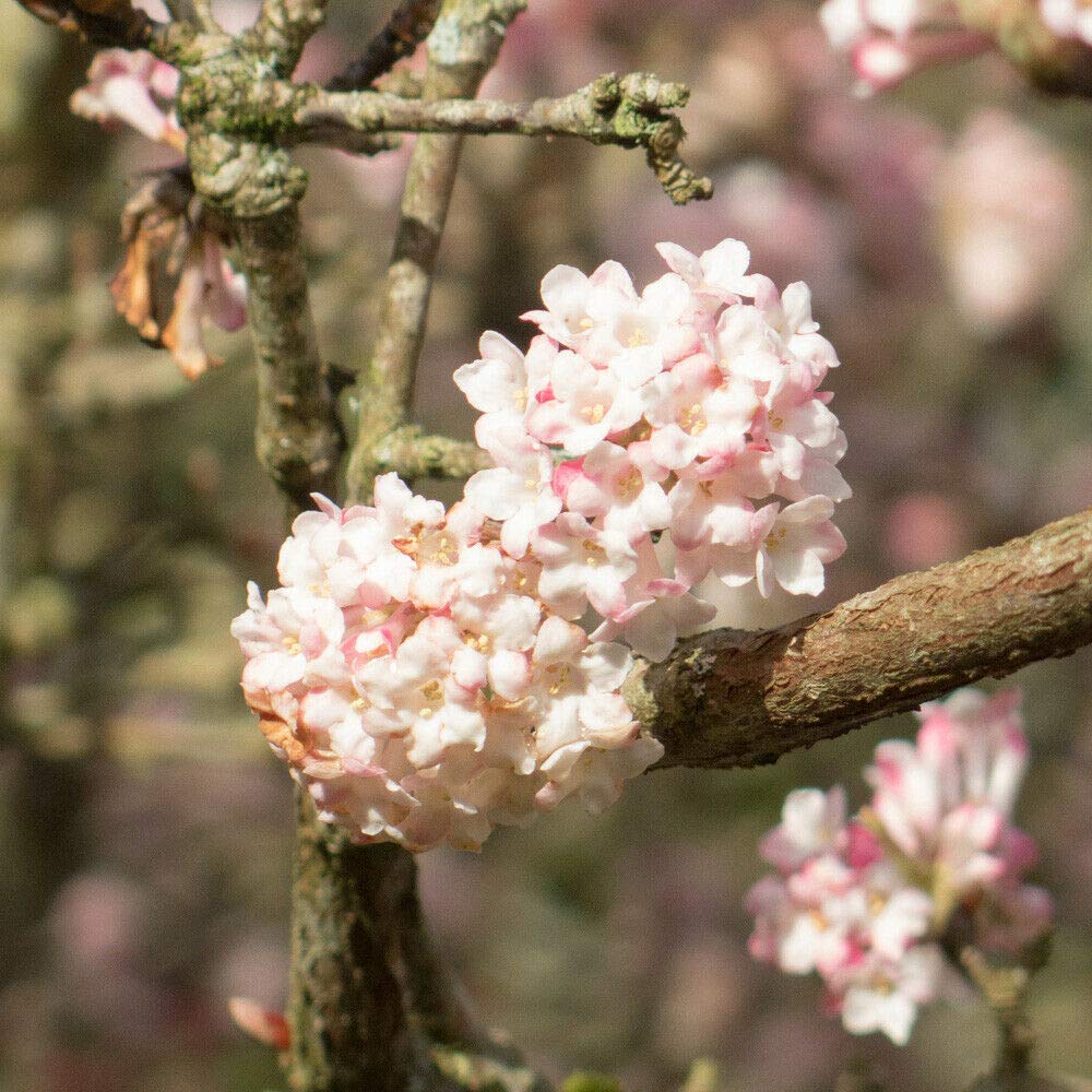 Viburnum Bodnantense Charles Lamount Garden Plant Hardy Shrub Flowering Garden Plants Easy to Grow Your Own Low Maintenance 1x 9cm Potted Plant by Thompson and Morgan