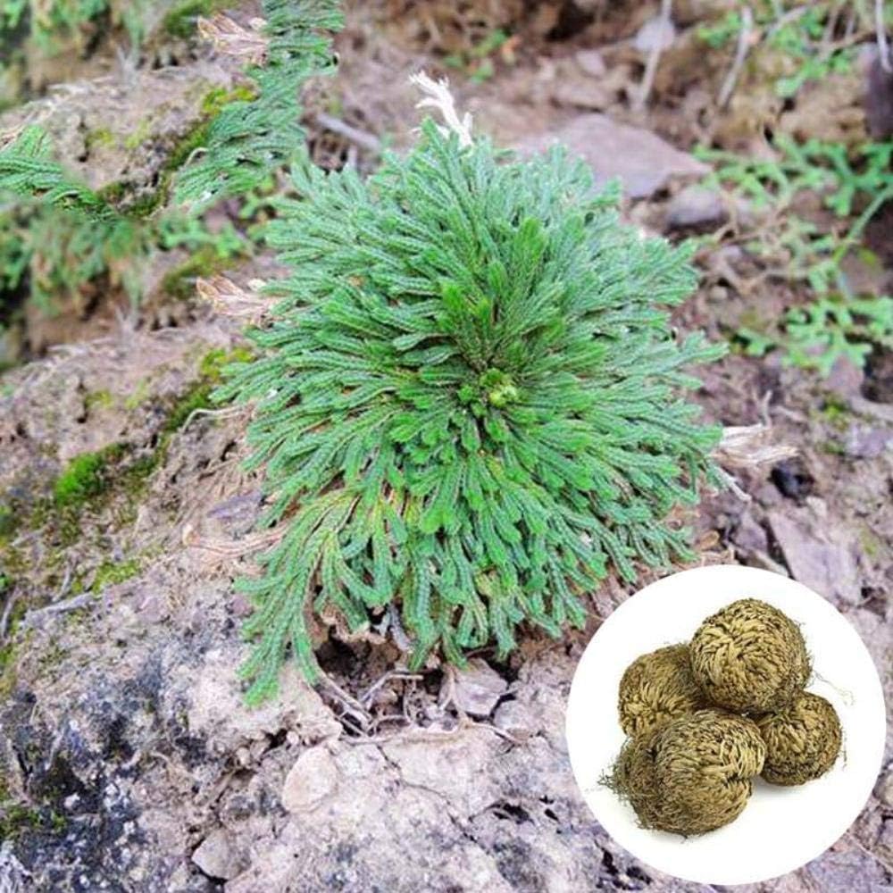 Ssxco Magic Plant Air Fern Selaginella Moss Resurrection Plant Rose Of Jericho Dinosaur 1pcs Bag Amazon Co Uk Kitchen Home