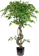 Leaf Realistic Japanese Fruticosa Ficus Tree Twisted Rainbow 120cm