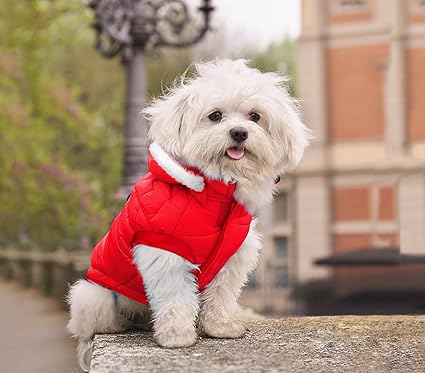 Immagini Natalizie Di Animali.Media Wave Store Giubbotto Piumino 243448 Natalizio Con Cappuccio Per Cani Di Piccola Taglia Amazon It Prodotti Per Animali Domestici