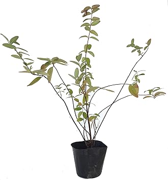 Amazon ヒペリカム ヒデコート 10potセット 花苗 花