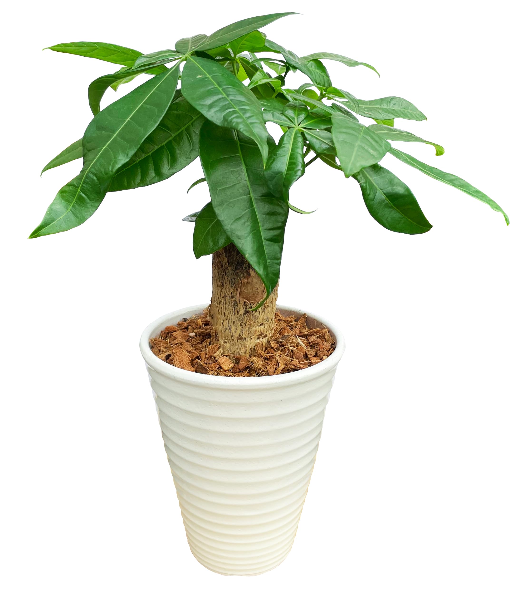 花のギフト社 パキラ 観葉植物 本物 おしゃれ ぱきら ミニ観葉植物 ミニ パキラの木 観葉商品画像