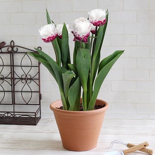 Amazon 秋植え 球根キット チューリップ アイスクリーム イイハナ ドットコム 栽培キット オンライン通販