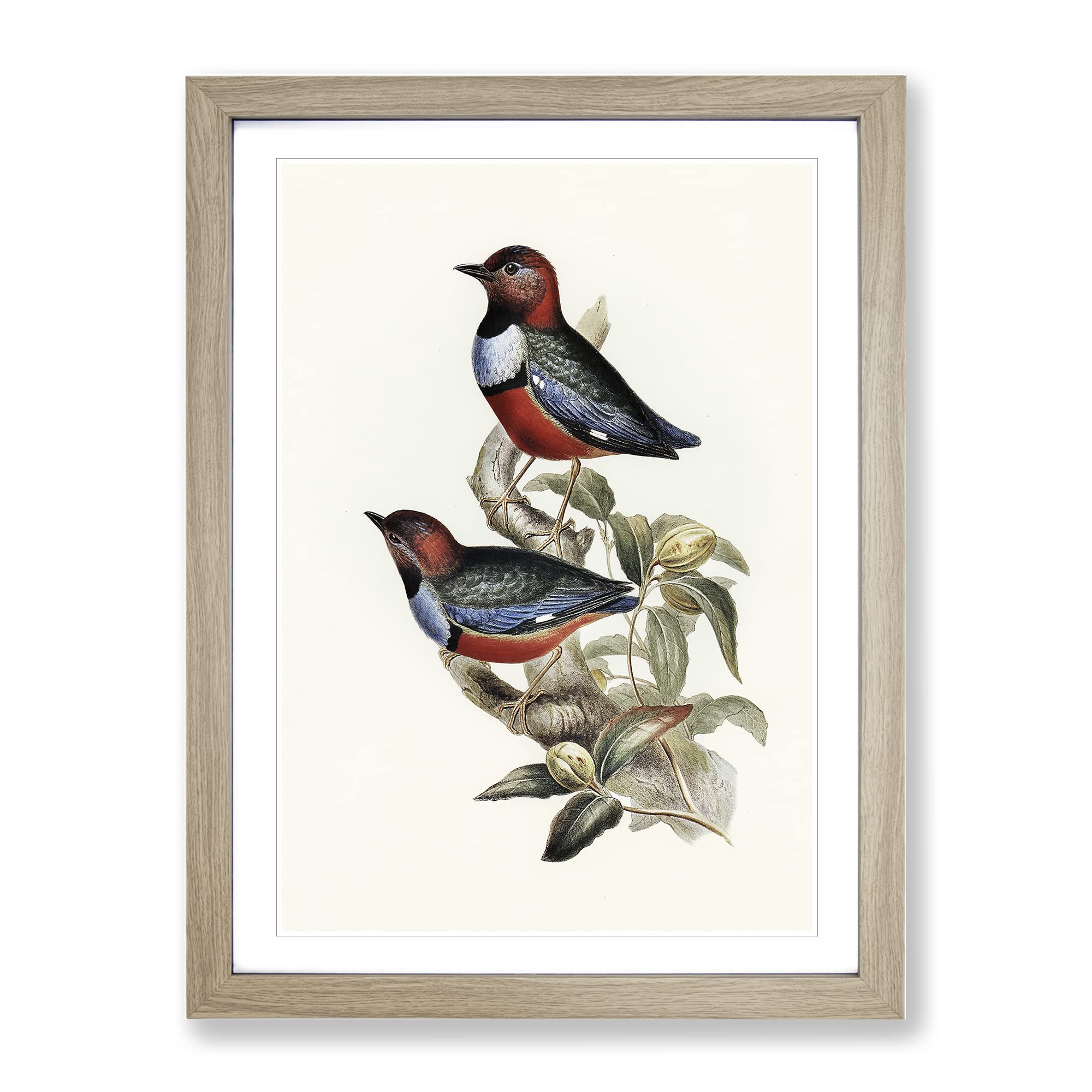 Macklot'S Pitta Birds By Elizabeth Gould Vintage Framed Wall Art Print, Ready to Hang Picture for Living Room Bedroom Home Office Décor, Oak A3 (34 x 46 cm)