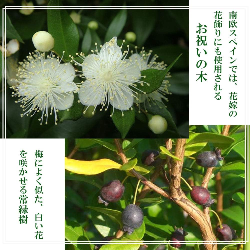 Amazon ギンバイカ ミルタス 根巻き 大苗 庭木 常緑樹 生垣 目隠し 低木 植木
