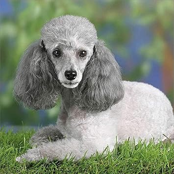 poodle english setter mix