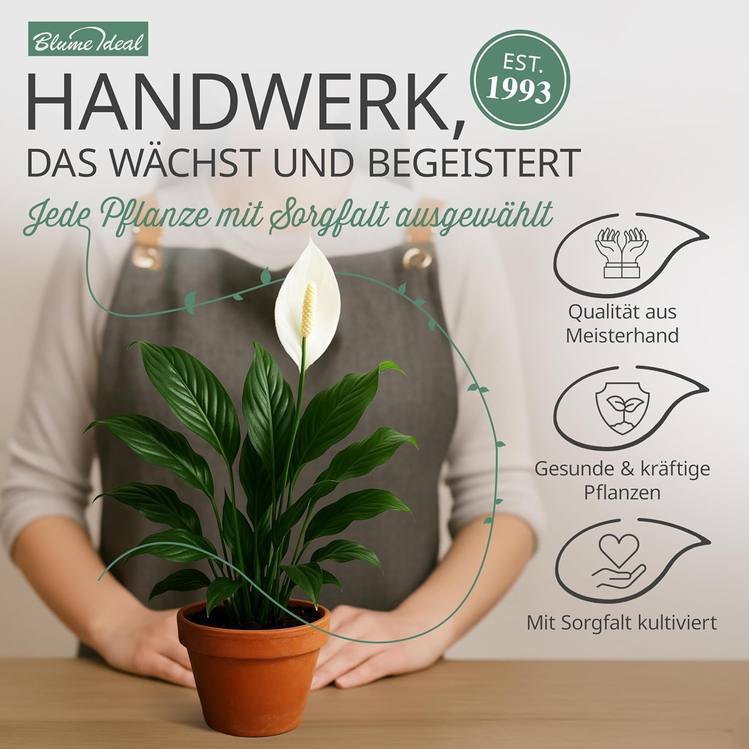 Pflanzenüberraschung | 8er-Set | ca. 30-70 cm | Ø 12-15 cm Topf | Zimmerpflanzen für Wohnung und Büro | Qualität vom Pflanzen Profi | Geniale Raumbegrünung 3