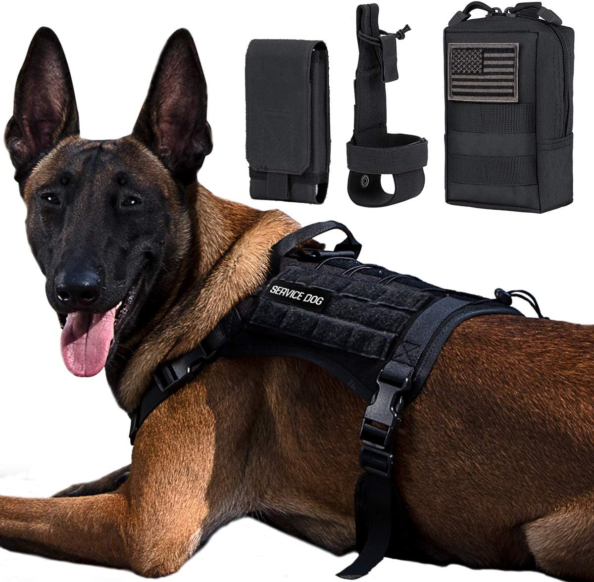 light tan french bulldog