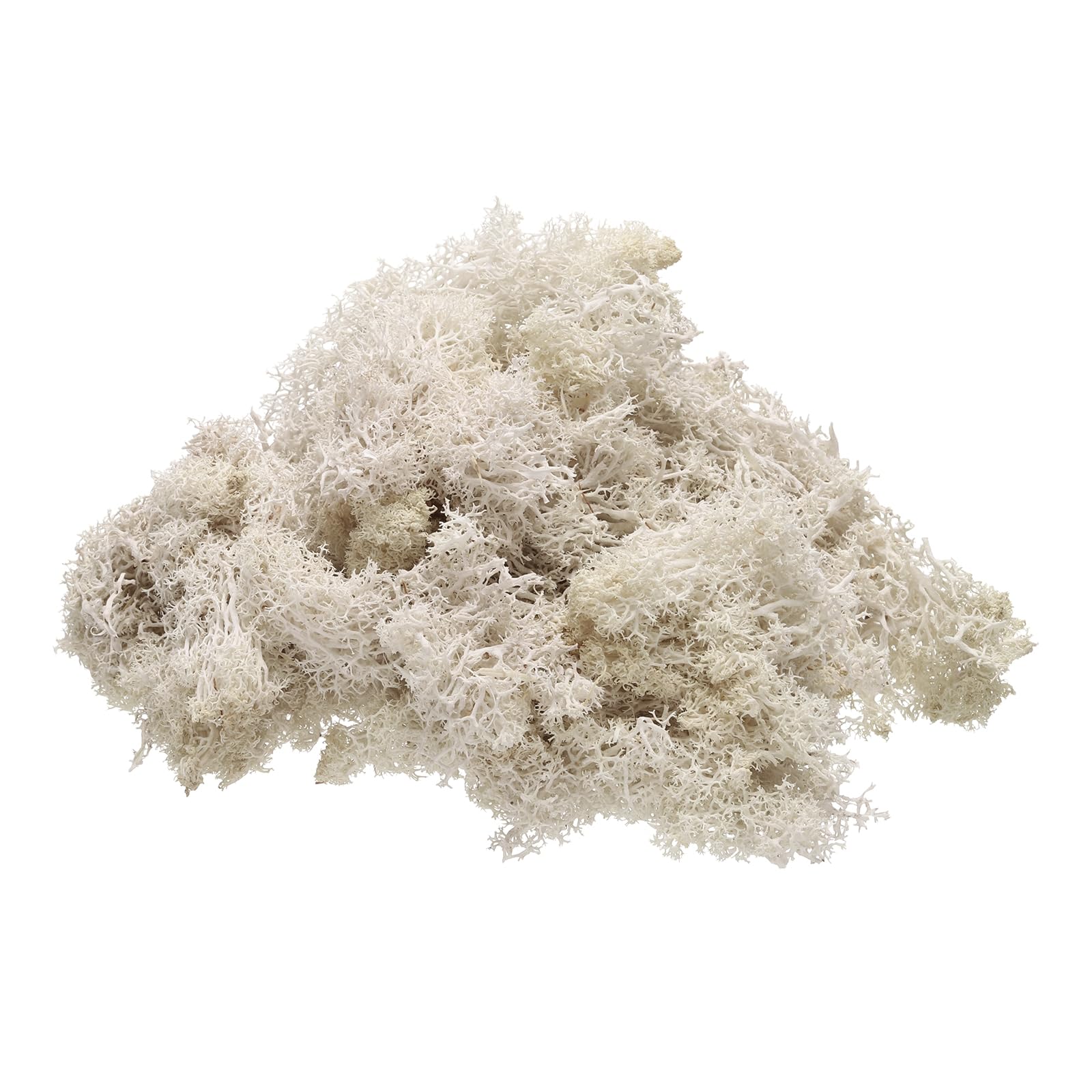 Photo 1 of uxcell Preserved Reindeer Moss, 4 OZ Fake Moss for Crafts Artificial Dried Moss for Decoration, Craft, Terrariums, Potted Plants, Centerpieces Fairy Gardens (Creamy White)