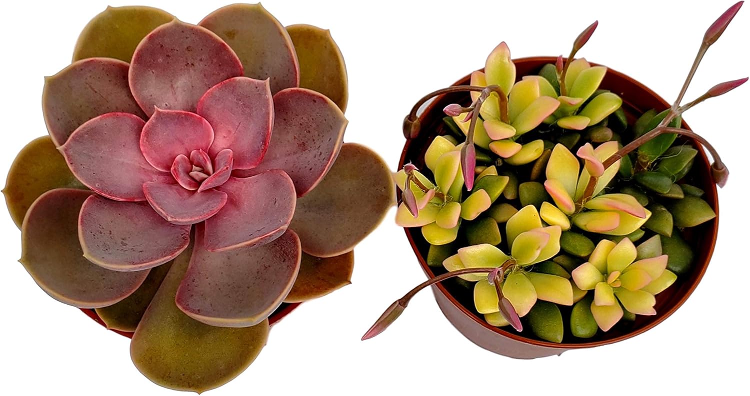 Fat Plants San Diego Succulent Plant(s) Fully Rooted in 4