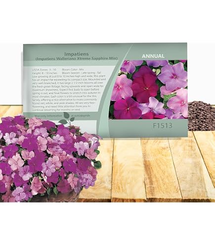 Impatiens 'Accent Premium' Seeds – Deep Orange – 50 Seeds – Partial Shade Annual