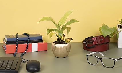 HINS Gold Metal Embossed Round Shape Flower Plant Pot For Indoor Plants Metal Pots For Indoor Plants I Elevated Garden Planter I Raised Planter I Desk Plant I Raised Planter Box I Ascent Homes Metal Planter I Raised Planter Box With Legs I Brass Pots For Indoor Plants I Golden Planter I Mid Century Plant Stand I Brass Planters For Indoor Plants I Indoor Plant Stand For Living Room I Metal Planters Pot For Indoor Plants designer pots for indoor plants