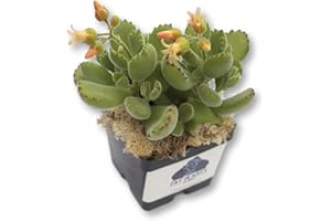 Fat Plants San Diego Succulent Plant(s) Fully Rooted in 4 inch Planter Pots with Soil - Real Live Potted Succulents/Unique Indoor Cactus Decor (1, Bear Paws)