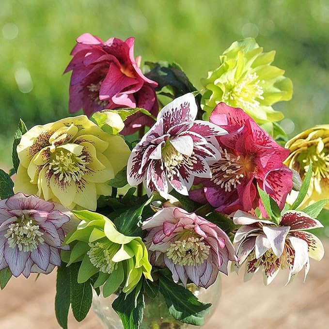 Hellebore Hellborus x hybridus 'Mixed' Multi Coloured Flowers 5 Bare