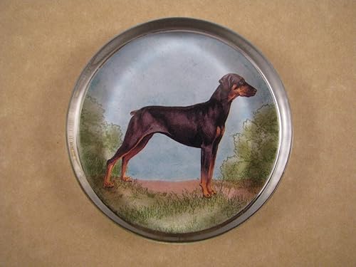 pinscher dog large
