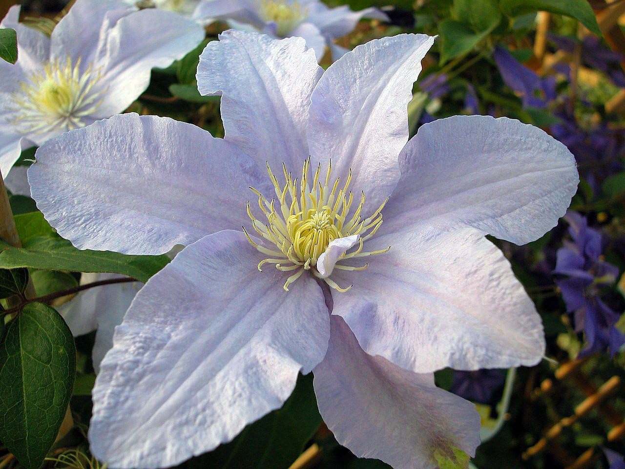 Amazon Com Silver Star Clematis Vine 2 5 Pot Garden Outdoor