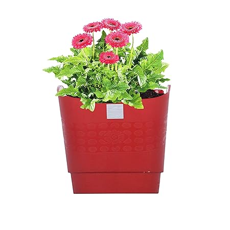 Pepper Agro Flower Pots Vertical Garden Wall Hanging Planter Red Set of 24