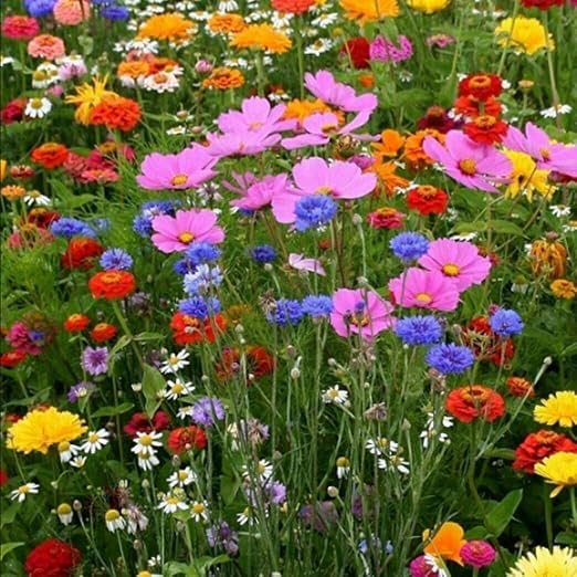 QHYDZ Seeds - Semillas de flores silvestres Raras, Mezcla Flores ...