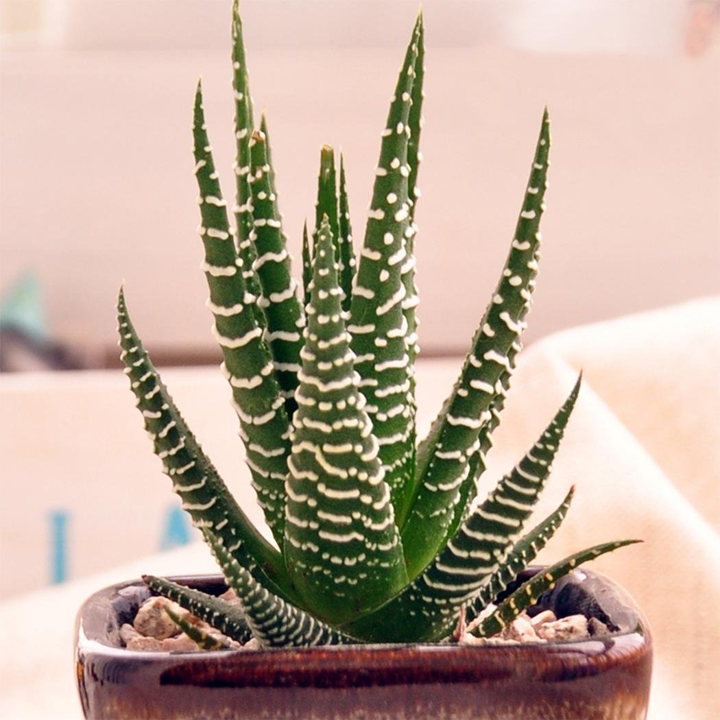 Kisshes Seeds- Semillas de Aloe Vera Semillas de Hierbas Raras ...