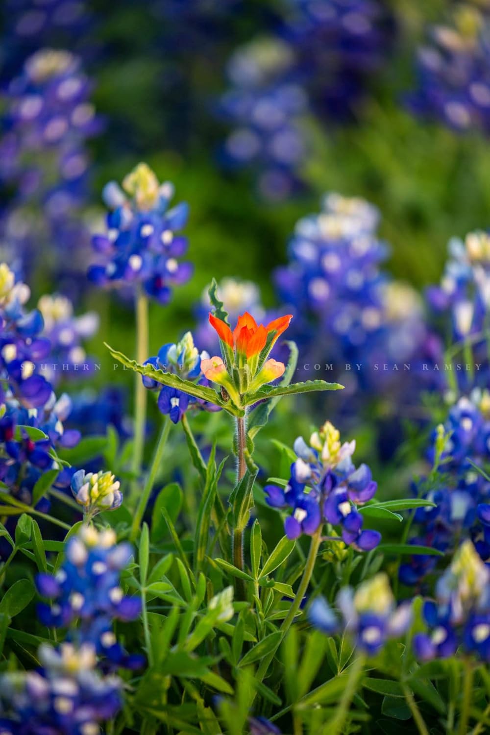 Photographs - Wildflower Photography Print (Not Framed) Vertical Picture of Indian Paintbrush Standing Out in Bluebonnets on Spring Day in Texas Nature Wall Art Flower Decor (5