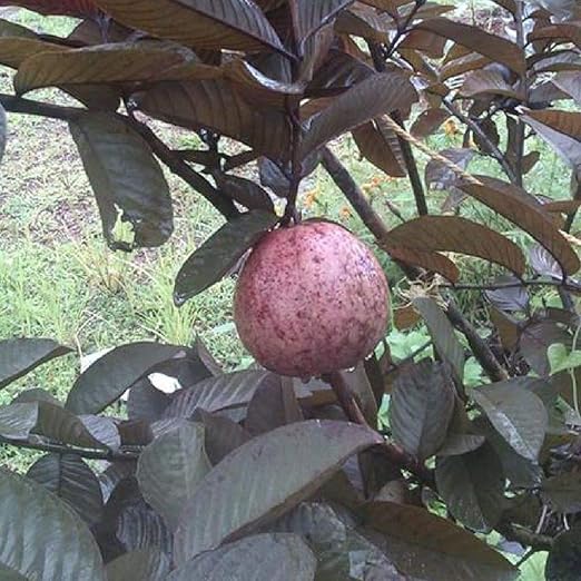 MTech Gardens Rare Malaysian Red Guava (Red Flesh Sweet Variety) 1