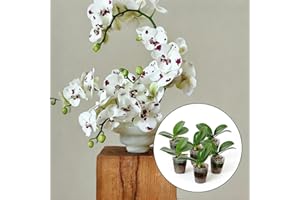Live Baby Phalaenopsis Orchid Seedling (Bare Root, No Pot), Easy Care Small Indoor Houseplant for Home Office Desk Decor, Live Plant Gift for Plant Lovers Beginners (White,1)