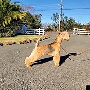 exhibitors choice dog food