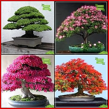 Creative Farmer Air Purifying Plants Combo Bonsai Suitable Tree : Japanese Pine, Pink Siris, Azalea, Gulmohar Bonsai Suitable Tree Kitchen Garden Pack