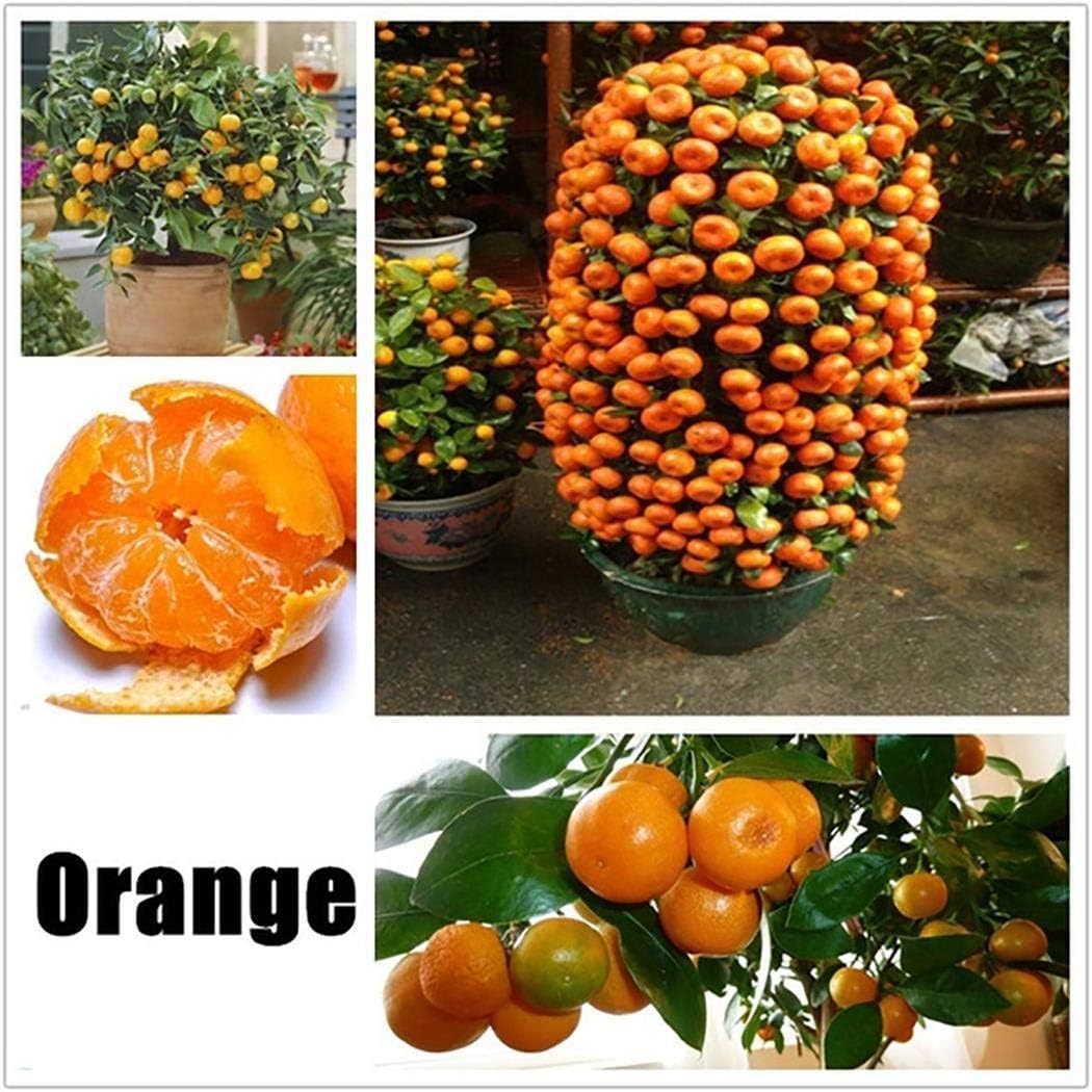 Lioder Perennial Fruit Seeds 17 Varieties Indoor/Outdoor Fruit Bonsai Organic for Home Garden Planting