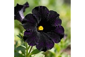 Petunia Seeds for Planting, Black, 100+ Count, Annual Flowers for Garden Hanging Baskets, Yard and Potted Decoration