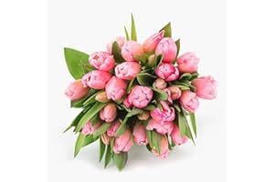 BloomsyBox: Bouquets Princess Pink Tulip - Big, 25 Stunning Stems, Bright Pink Tulip, Fresh Cut Flowers | Care Card & Flower Food Included | Perfect for Weddings, Anniversary, Decoration etc