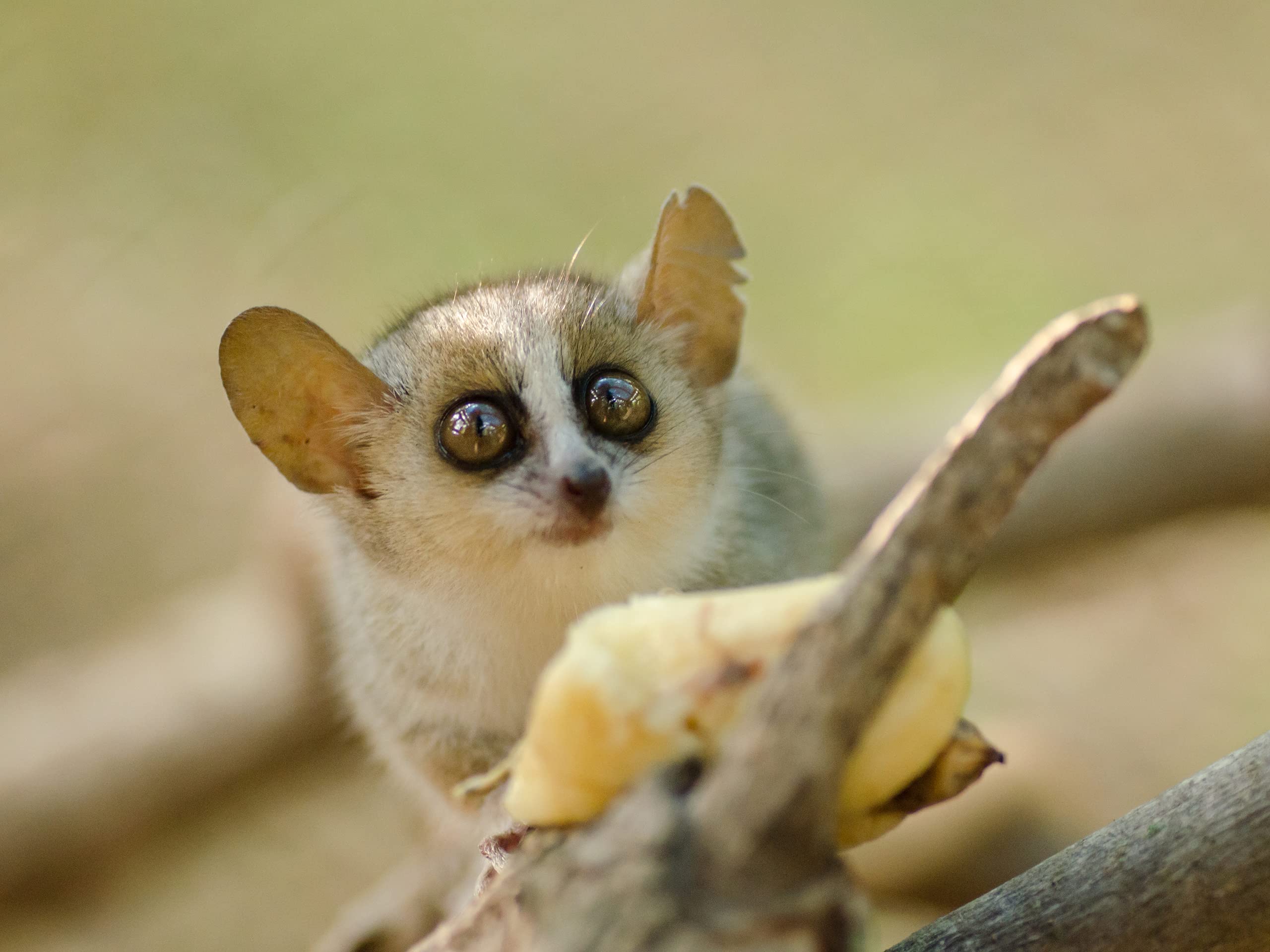 Watch Little Giants - Season 1 | Prime Video