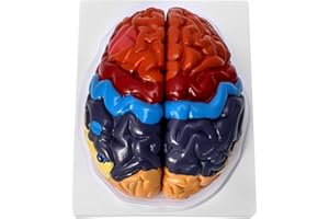QWORK Life-Size Human Brain Anatomical Model, Color-Coded Partitioned Brain, 2 Parts, Anatomically Accurate Brain Model for Science Classroom Study Display Teaching Medical Model