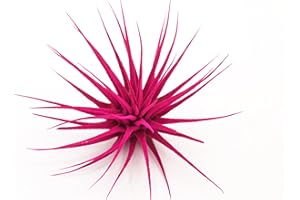 Dyed Tillandsia Ionantha Guatemala Enhanced Colored Colorful Air Plant Live Easy Care Indoor Outdoor Home Decor Gift Airplant by Awesome Industries Live Arrival Guaranteed (Pink)