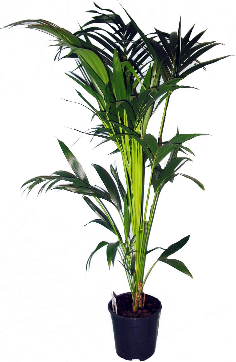 Kentia Palm 80cm High, 1 Plant Amazon.co.uk Garden & Outdoors