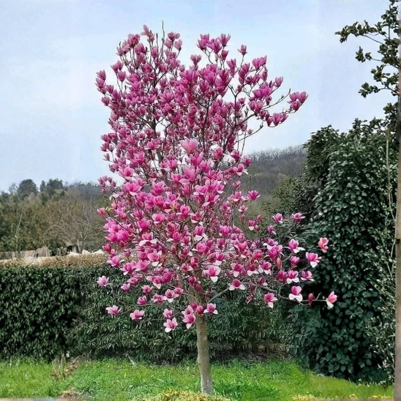 GardenNurserySince1996 02 Ann Magnolia Tree Live Plant - 1 Year Old Well-Rooted Tree in 2.5" Pot, Cold Hardy Deciduous Shrub for Spring Planting, Fast-Growing