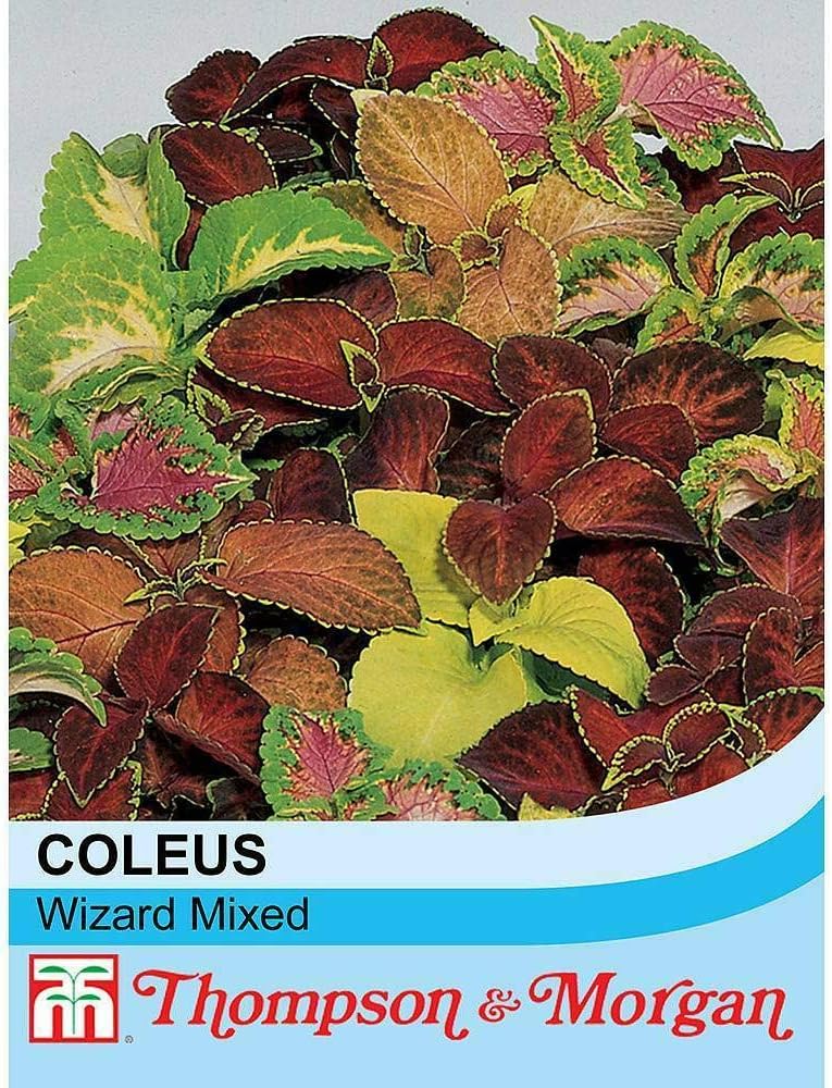 Coleus 'Wizard Mixed' Seeds Painted Nettle Tender Perennial Plants Colourful Foliage 1 Packet of 50 Seeds by Thompson and Morgan - Image 3