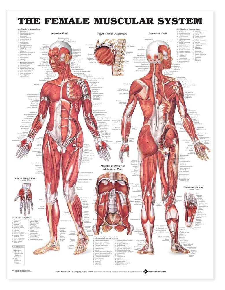 The the Female Muscular System Anatomical Chart