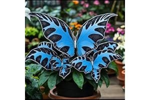 Coleus Seeds-1000+ There are six Colors in All. Mix for Vibrant Foliage Shade & Container Gardening Fast-Growing Annual for B