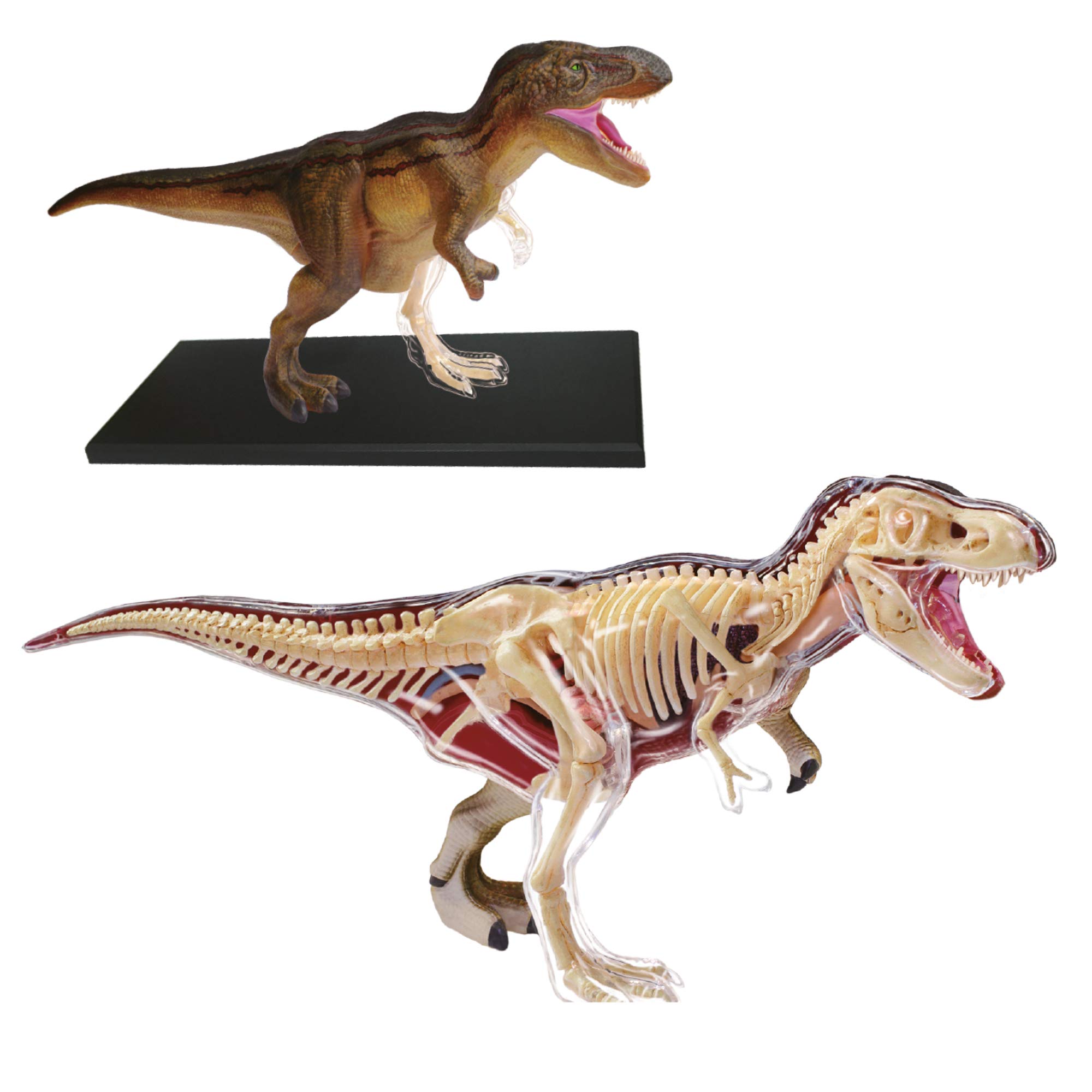 Explora - T-Rex - Paleontology - 546092 - Realistic Model of 36 Pieces - Assembly Instructions and Educational Quiz - Dinosaur - Discovery Kit - Children's Game - Scientific - From 8 Years