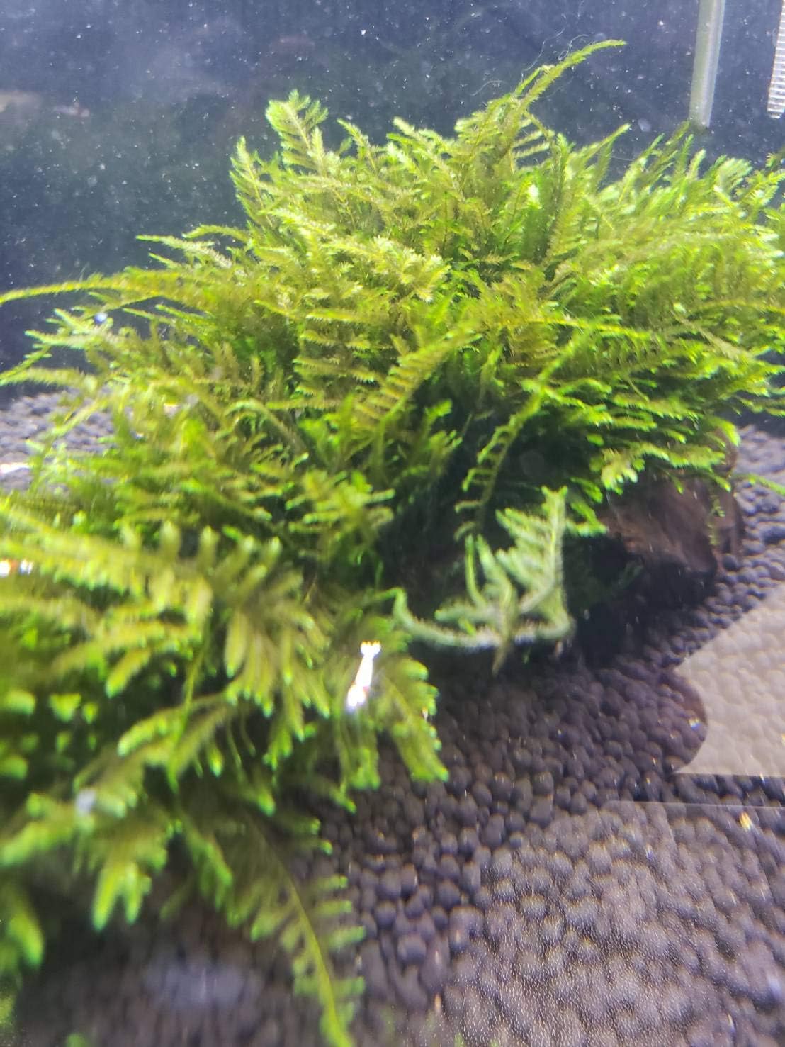 Amazon B O D Aqua 南米ウィローモス活着マングローブ系流木 水草 無農薬 B O D Aqua 生体水草 通販