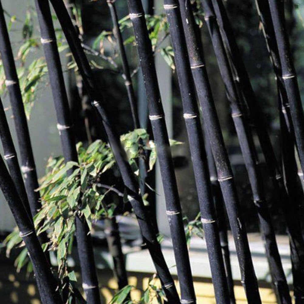Bamboo Seeds for Yard Gardening Plant,100Pcs Phyllostachys Pubescens Bamboo Seeds Home Garden Plants Ornamental Decor - Black Bamboo Seeds by Mosichi