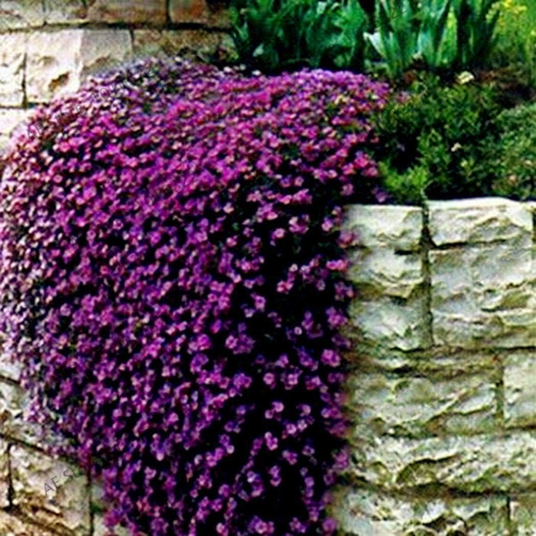 Oliote Premium Flower Viewing Plant Edible Vanilla Thyme Seeds Flowers